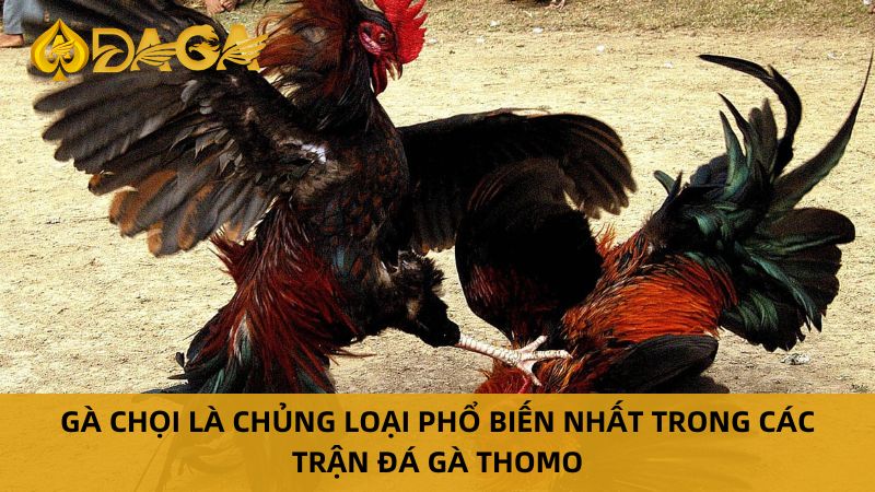 Các loại gà trong đá gà thomo