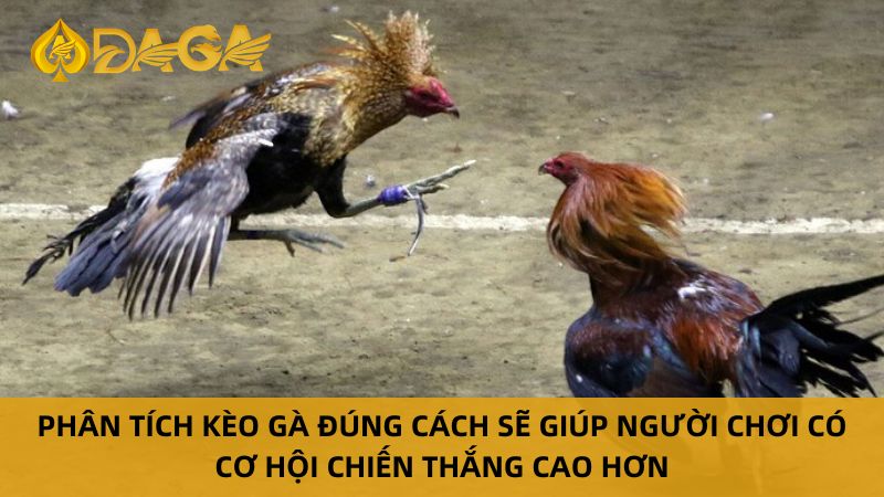 Chiến lược chơi đá gà C3 thắng