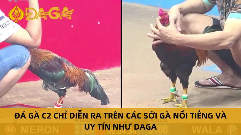 Đá gà c2 trực tiếp hôm nay tại daga