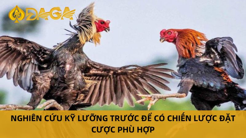 Đặt cược đá gà Thomo
