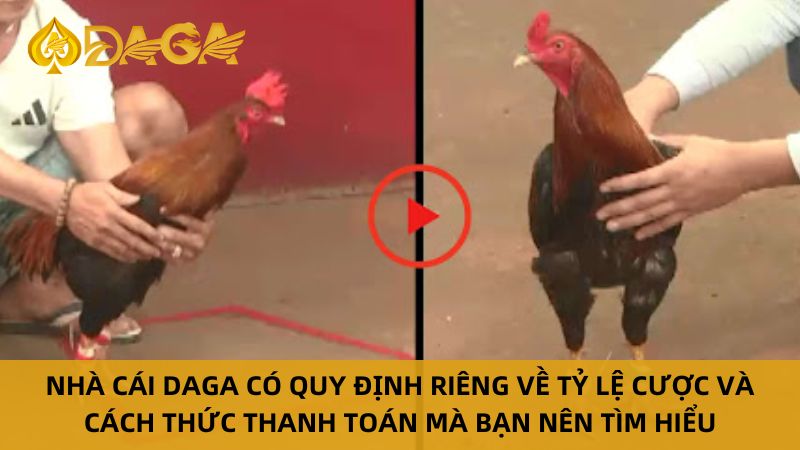 Quy định xem đá gà Thomo