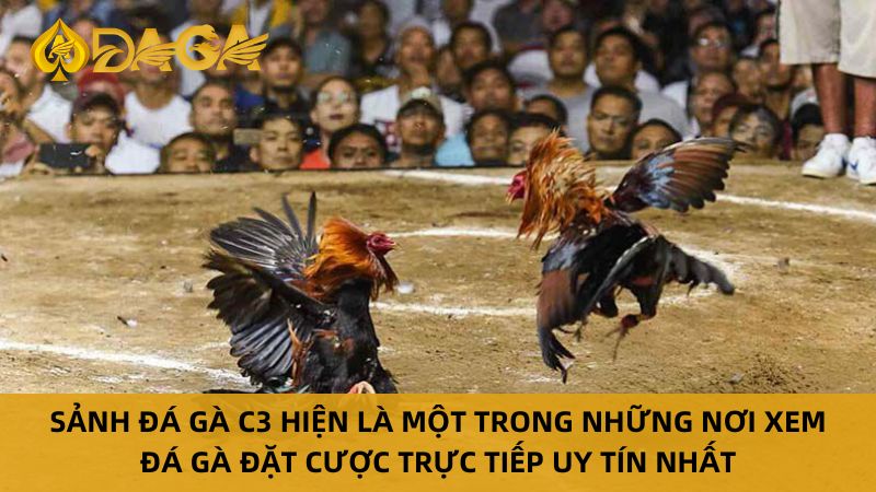 Sảnh đá gà trực tiếp C3