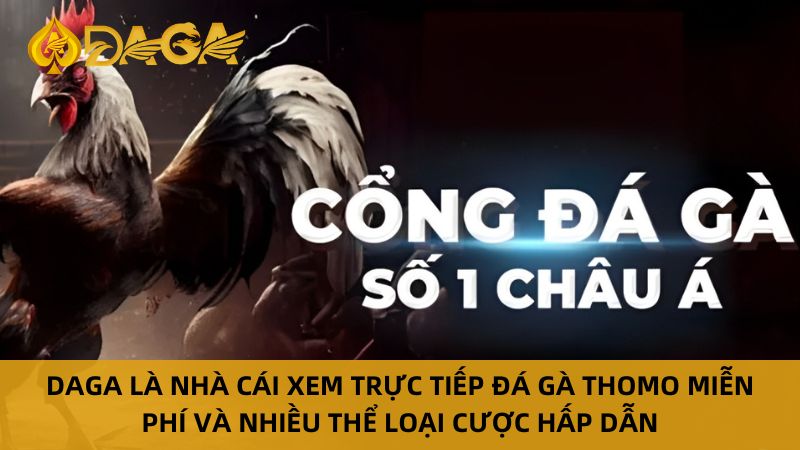 Daga là nhà cái xem trực tiếp đá gà thomo miễn phí và cá cược uy tín