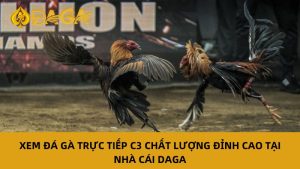 Đá gà trực tiếp c3